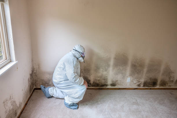 Best Commercial Mold Inspection  in Burbank, WA